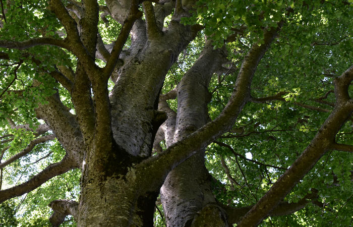 Sentiero naturalistico Acquedotto Prese del monte Cesen a Pianezze Balcon