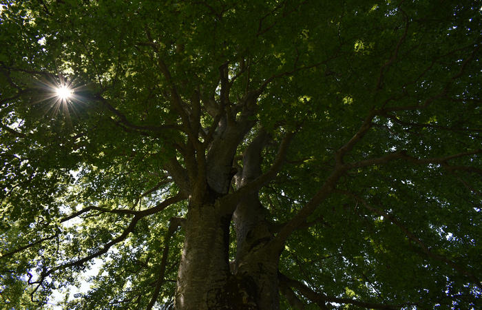 Sentiero naturalistico Acquedotto Prese del monte Cesen a Pianezze Balcon