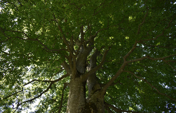 Sentiero naturalistico Acquedotto Prese del monte Cesen a Pianezze Balcon