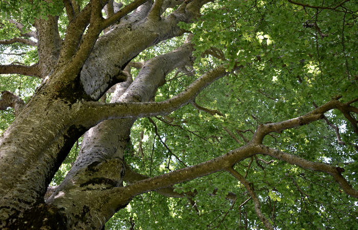 Sentiero naturalistico Acquedotto Prese del monte Cesen a Pianezze Balcon