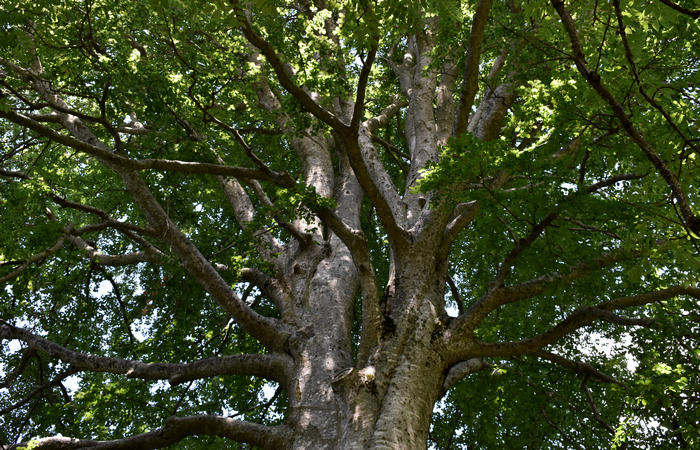 Sentiero naturalistico Acquedotto Prese del monte Cesen a Pianezze Balcon