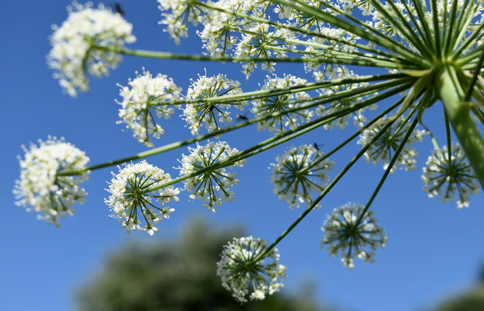 Sentiero naturalistico Acquedotto Prese del monte Cesen a Pianezze Balcon