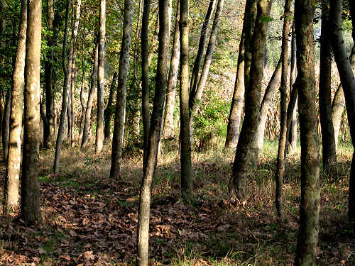 Fontane Bianche di Fontigo a Falzè di Piave Sernaglia della Battaglia