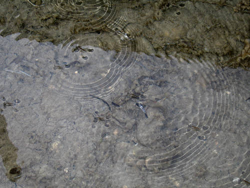 Fontane Bianche di Fontigo a Falzè di Piave Sernaglia della Battaglia