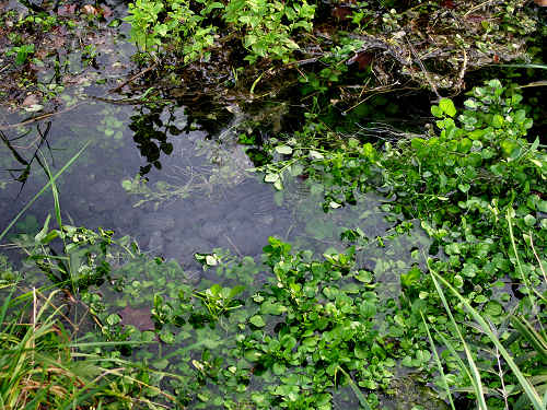 Fontane Bianche di Fontigo a Falzè di Piave Sernaglia della Battaglia