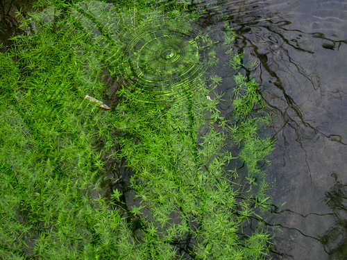 Fontane Bianche di Fontigo a Falzè di Piave Sernaglia della Battaglia