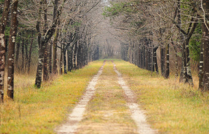 Montello, Fiume Piave, Isola dei Morti a Moriago della Battaglia