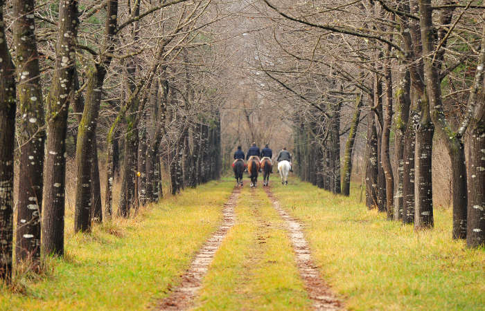 Montello, Fiume Piave, Isola dei Morti a Moriago della Battaglia