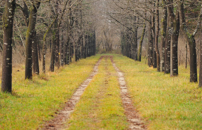 Montello, Fiume Piave, Isola dei Morti a Moriago della Battaglia