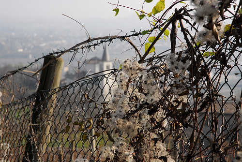 Farra di Soligo, San Gallo, Collagù