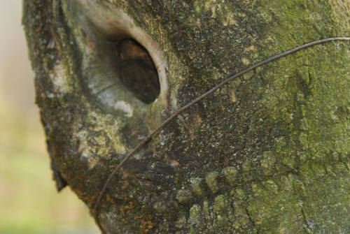 Farra di Soligo, San Gallo, Collagù