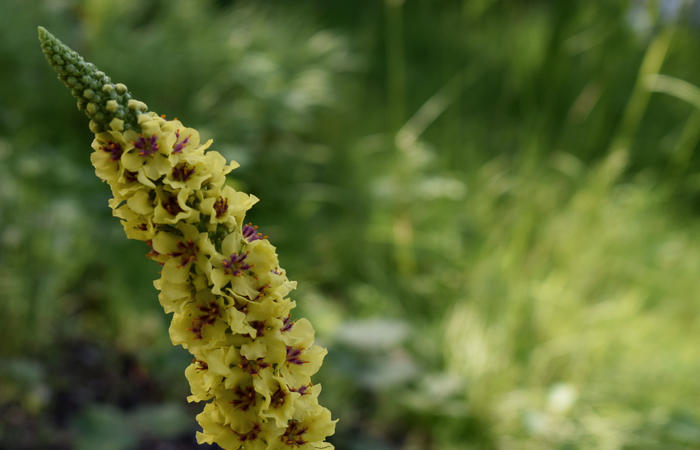 Parco del Piave Settolo Basso a Bigolino di Valdobbiadene