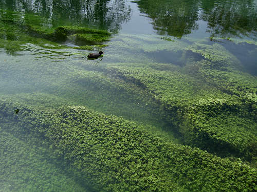 Treviso, Parco Naturale del Fiume Sile, alzaie del Sile