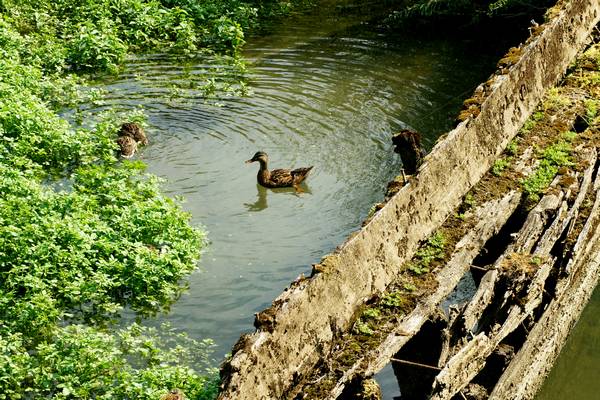 Alzaie del fiume Sile tra Treviso, Silea, Casier e Casale sul Sile
