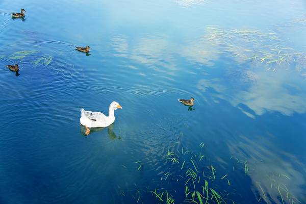 Alzaie del fiume Sile tra Treviso, Silea, Casier e Casale sul Sile