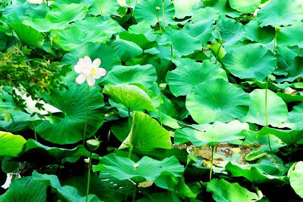 Alzaie del fiume Sile tra Treviso, Silea, Casier e Casale sul Sile