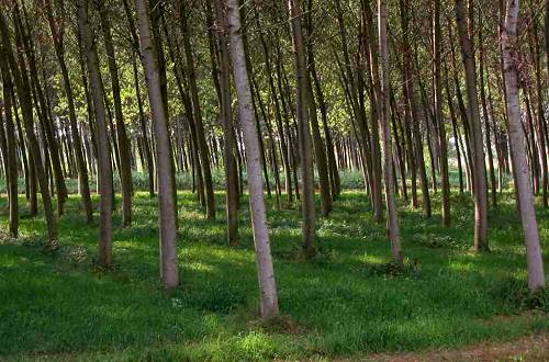 Sorgente fiume Sile al Fontanasso dea Coa Longa