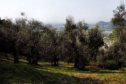 Pove del Grappa - sentiero didattico Madonna del Cornon
