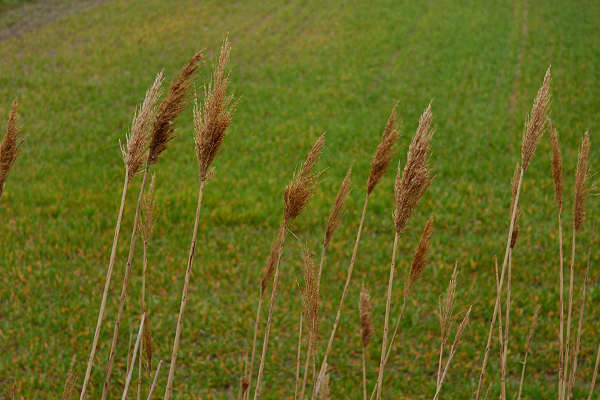 Bibione, area naturalistica foce del fiume Tagliamento