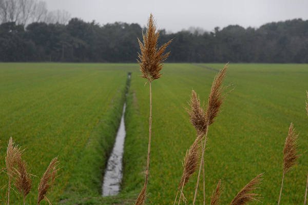 Bibione, area naturalistica foce del fiume Tagliamento