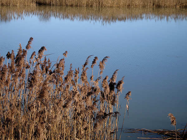 oasi naturalistica Valle Vecchia di VenetoAgricoltura a Caorle