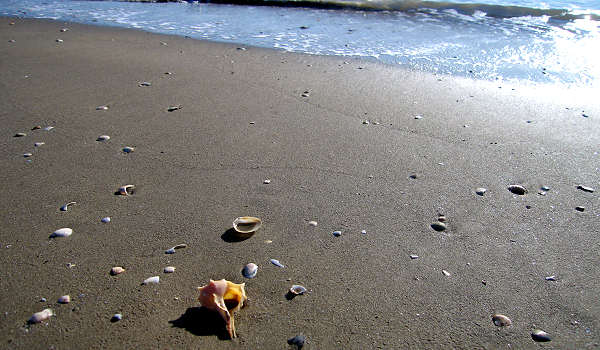 oasi naturalistica Valle Vecchia di VenetoAgricoltura a Caorle