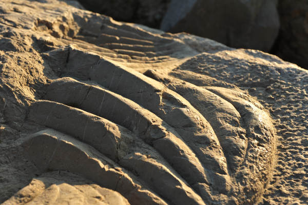 Scogliera Viva, sculture nella massicciata lungomare di Caorle