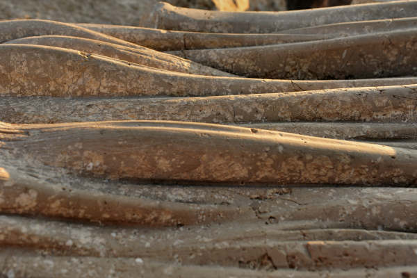 Scogliera Viva, sculture nella massicciata lungomare di Caorle
