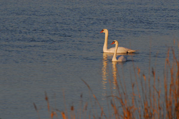 oasi naturalistica Valle Vecchia di VenetoAgricoltura a Caorle
