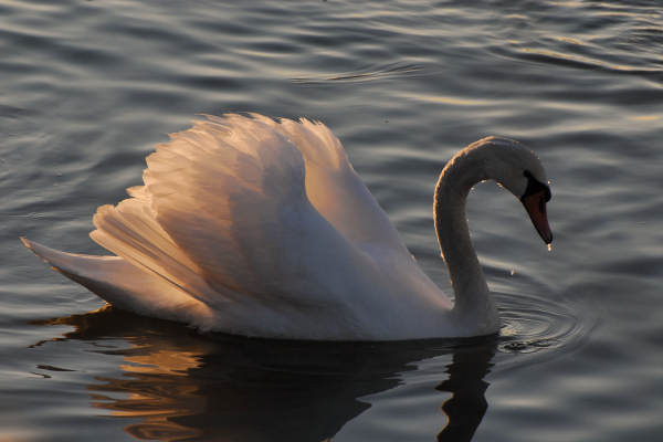 oasi naturalistica Valle Vecchia di VenetoAgricoltura a Caorle