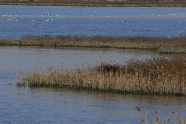 oasi naturalistica Valle Vecchia di VenetoAgricoltura a Caorle