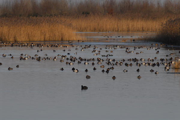 oasi naturalistica Valle Vecchia di VenetoAgricoltura a Caorle