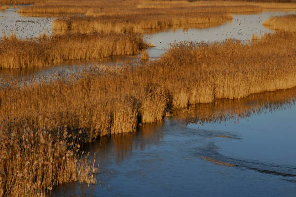 oasi naturalistica Valle Vecchia di VenetoAgricoltura a Caorle