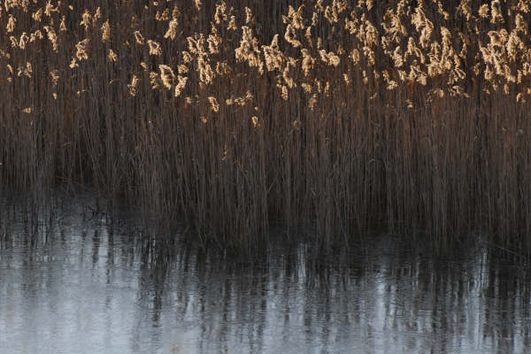 oasi naturalistica Valle Vecchia di VenetoAgricoltura a Caorle