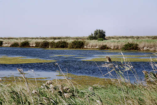 Treporti, Lio Piccolo - laguna nord di Venezia