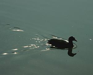 Laghetti di Martellago