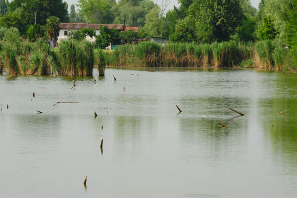 Oasi Wwf delle Cave di Noale