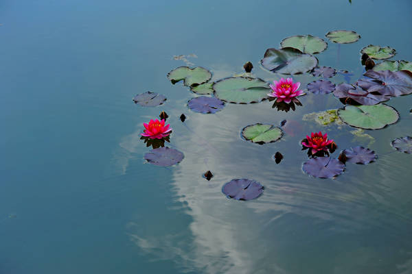 Parco Giardino Sigurtà a Valeggio sul Mincio
