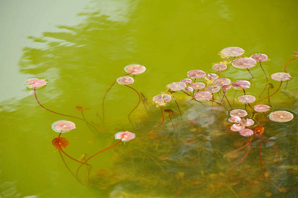 Parco Giardino Sigurtà a Valeggio sul Mincio