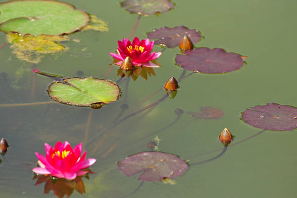 Parco Giardino Sigurtà a Valeggio sul Mincio