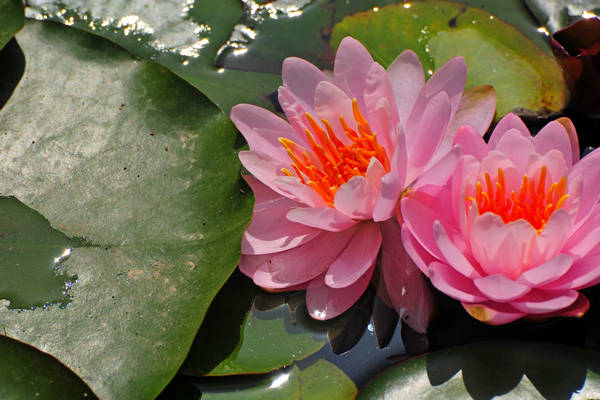 Parco Giardino Sigurtà a Valeggio sul Mincio