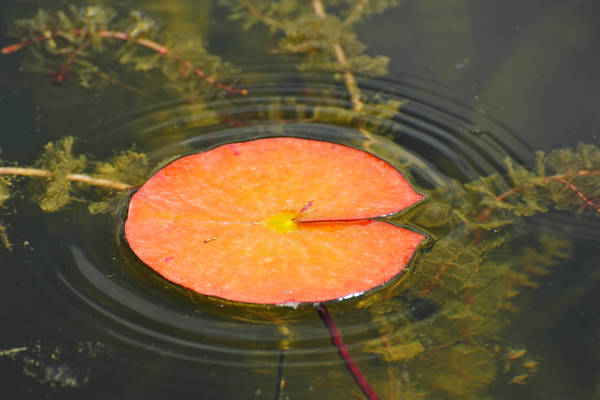 Parco Giardino Sigurtà a Valeggio sul Mincio