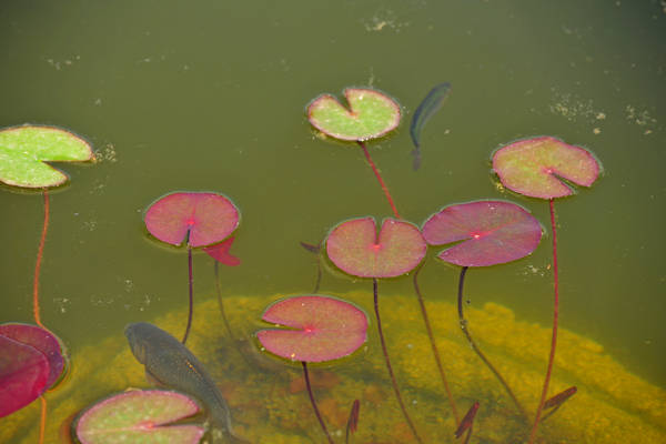 Parco Giardino Sigurtà a Valeggio sul Mincio