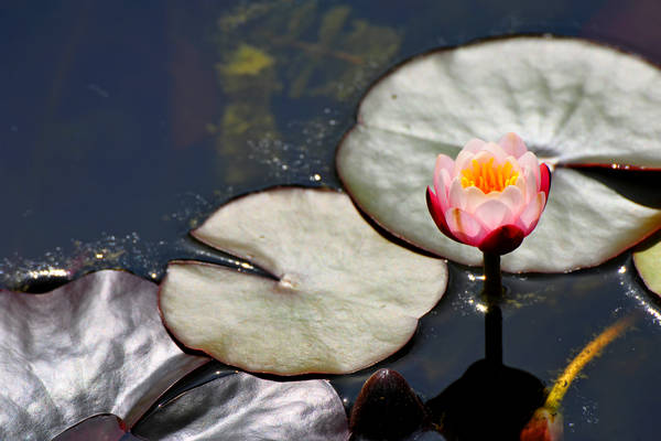 Parco Giardino Sigurtà a Valeggio sul Mincio