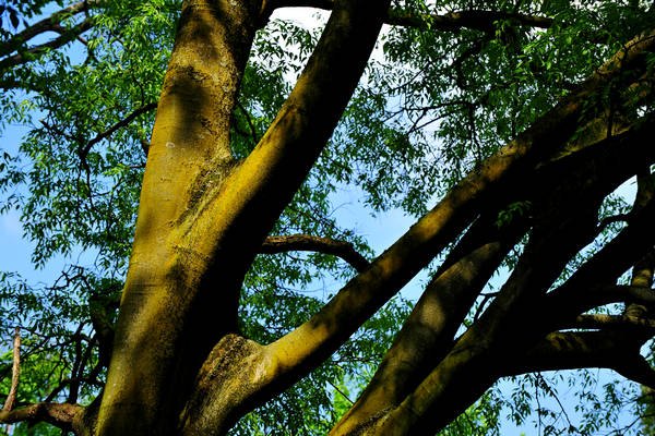 Parco Giardino Sigurtà a Valeggio sul Mincio