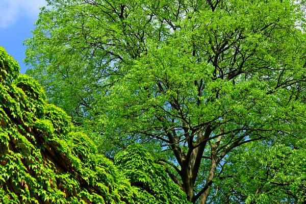 Parco Giardino Sigurtà a Valeggio sul Mincio