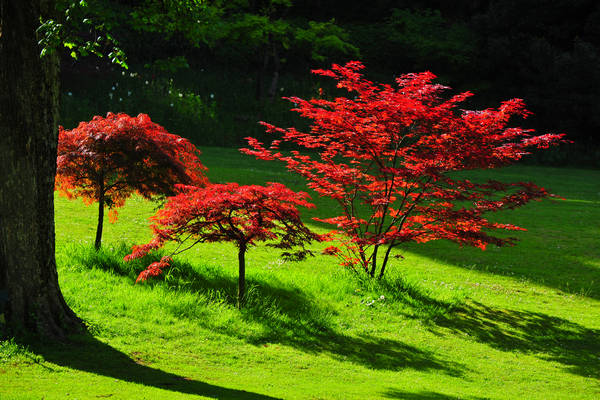 Parco Giardino Sigurtà a Valeggio sul Mincio