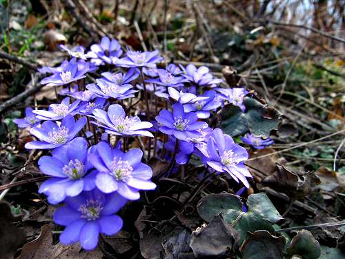 sentiero delle Marogne, Chiampo