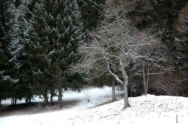 Falcade Caviola Fregona