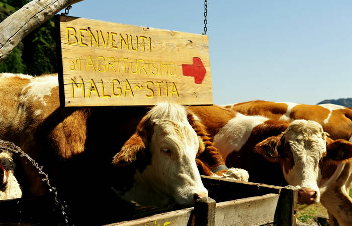 Agriturismo Malga Stia a Gares di Canale d'Agordo